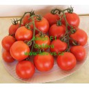 Rajče tyčkov&eacute; hybridn&iacute; Akron F1