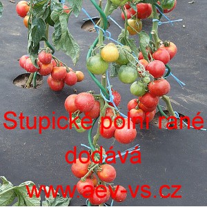 Rajče tyčkov&eacute; Stupick&eacute; poln&iacute; ran&eacute;