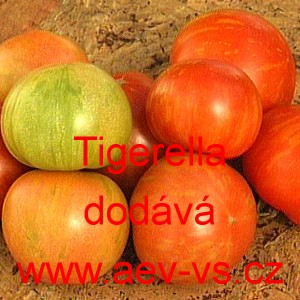 Rajče tyčkov&eacute; Tigerella