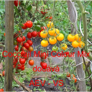 Rajče tyčkov&eacute; Cocctail Mini Colour Mix