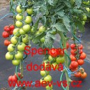Rajče tyčkov&eacute; Spencer