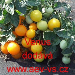 Rajče balkonov&eacute; Venus