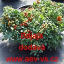 Rajče balk&oacute;nov&eacute; Bajaja