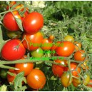 Rajče balk&oacute;nov&eacute; přepad&aacute;vaj&iacute;c&iacute; (převisl&eacute;) Pendulina Red