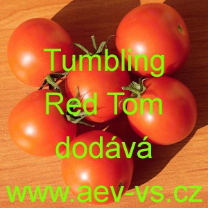 Rajče balkonov&eacute; přepad&aacute;vaj&iacute;c&iacute; (převisl&eacute;) Tumbling Red Tom