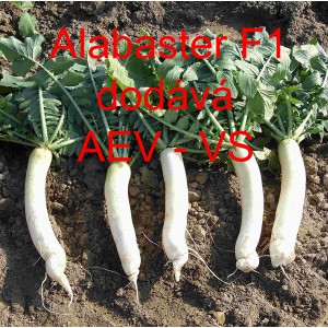 Ředkev set&aacute; hybridn&iacute; Alabaster F1