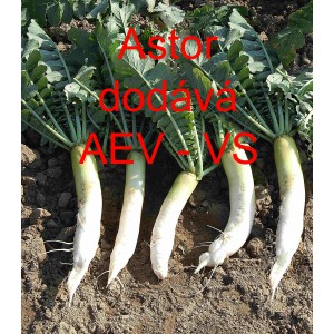 Ředkev set&aacute; Astor