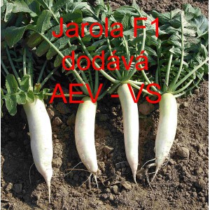 Ředkev set&aacute; hybridn&iacute; Jarola F1