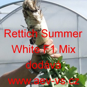 Ředkev set&aacute; hybridn&iacute; Rettich Summer White F1 Mix