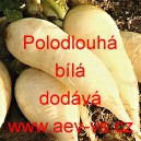 Ředkev set&aacute; Polodlouh&aacute; b&iacute;l&aacute;
