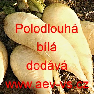 Ředkev set&aacute; Polodlouh&aacute; b&iacute;l&aacute;