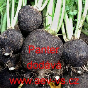 Ředkev set&aacute; Panter