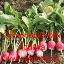 Ředkvička Červenob&iacute;l&aacute; Mix