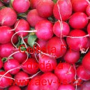 Ředkvička hybridn&iacute; Celesta F1