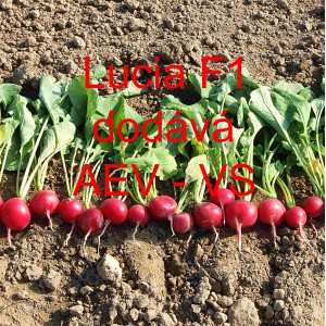 Ředkvička hybridn&iacute; Lucia F1