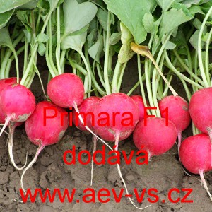Ředkvička hybridn&iacute; Primara F1