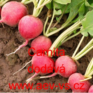 Ředkvička letn&iacute; Carnita