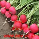 Ředkvička letn&iacute; Sora