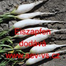 Ředkvička letn&iacute; Eiszapfen