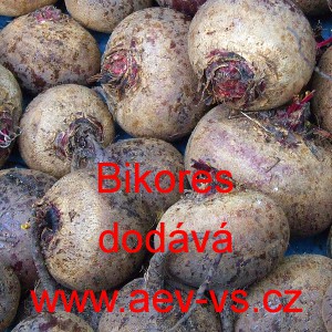 Řepa červen&aacute; sal&aacute;tov&aacute; Bikores