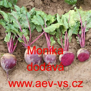 Řepa červen&aacute; sal&aacute;tov&aacute; Monika