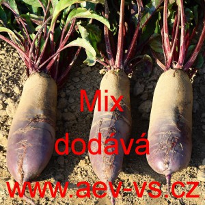 Řepa červen&aacute; sal&aacute;tov&aacute; v&aacute;lcovit&aacute; Mix