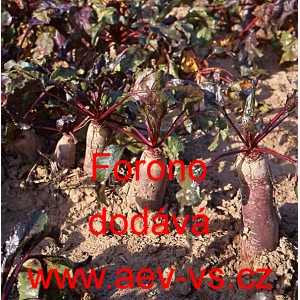 Řepa červen&aacute; sal&aacute;tov&aacute; Forono