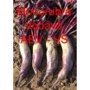 Řepa červen&aacute; sal&aacute;tov&aacute; Monorubra