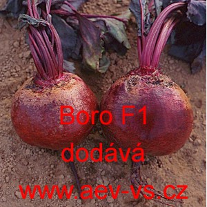 Řepa červen&aacute; sal&aacute;tov&aacute; hybridn&iacute; Boro F1