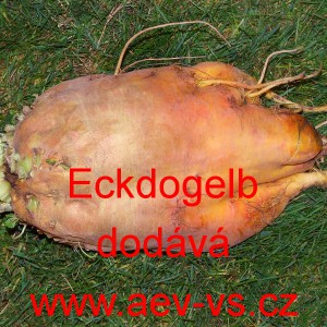 Řepa krmn&aacute; Eckdogelb