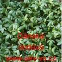 Řeřicha set&aacute; D&aacute;nsk&aacute;