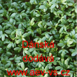 Řeřicha set&aacute; D&aacute;nsk&aacute;