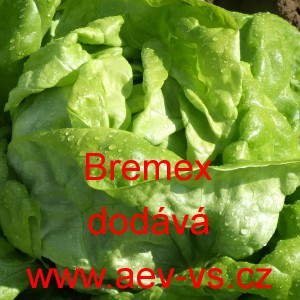 Sal&aacute;t hl&aacute;vkov&yacute; Bremex