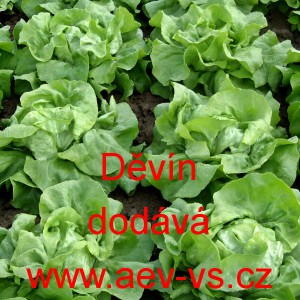 Sal&aacute;t hl&aacute;vkov&yacute; Děv&iacute;n