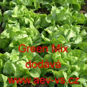 Sal&aacute;t hl&aacute;vkov&yacute; celoročn&iacute; Green Mix