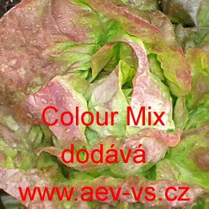 Sal&aacute;t hl&aacute;vkov&yacute; celoročn&iacute; Colour Mix