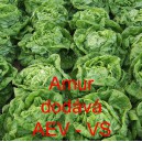 Sal&aacute;t hl&aacute;vkov&yacute; Amur