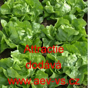 Sal&aacute;t hl&aacute;vkov&yacute; Attractie