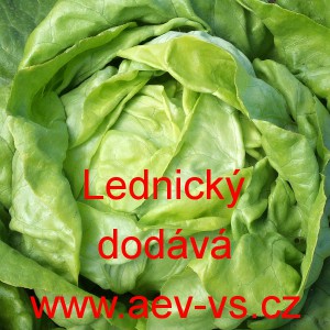 Sal&aacute;t hl&aacute;vkov&yacute; Lednick&yacute;