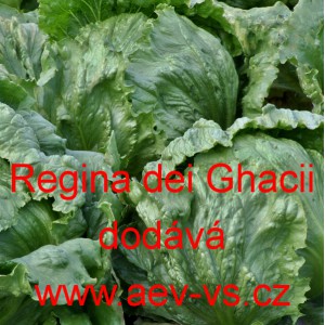 Sal&aacute;t hl&aacute;vkov&yacute; ledov&yacute; Regina dei Ghacii