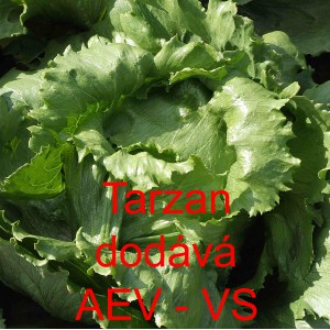 Sal&aacute;t hl&aacute;vkov&yacute; ledov&yacute; Tarzan