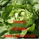 Sal&aacute;t hl&aacute;vkov&yacute; ozim&yacute; Humil