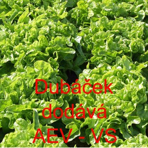 Sal&aacute;t listov&yacute; Dub&aacute;ček