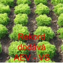 Sal&aacute;t listov&yacute; Rekord