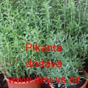 Saturejka zahradn&iacute; Pikanta