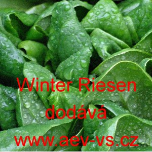 &Scaron;pen&aacute;t set&yacute; zeln&yacute; Winterriesen