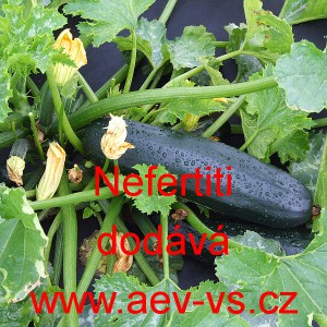 Tykev obecn&aacute; cuketa Nefertiti