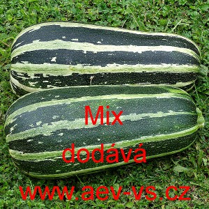 Tykev obecn&aacute; cuketa zebrovan&aacute; Mix
