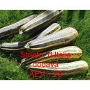 Tykev obecn&aacute; cuketa Striato&acute;d Italia