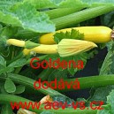 Tykev obecn&aacute; cuketa Goldena